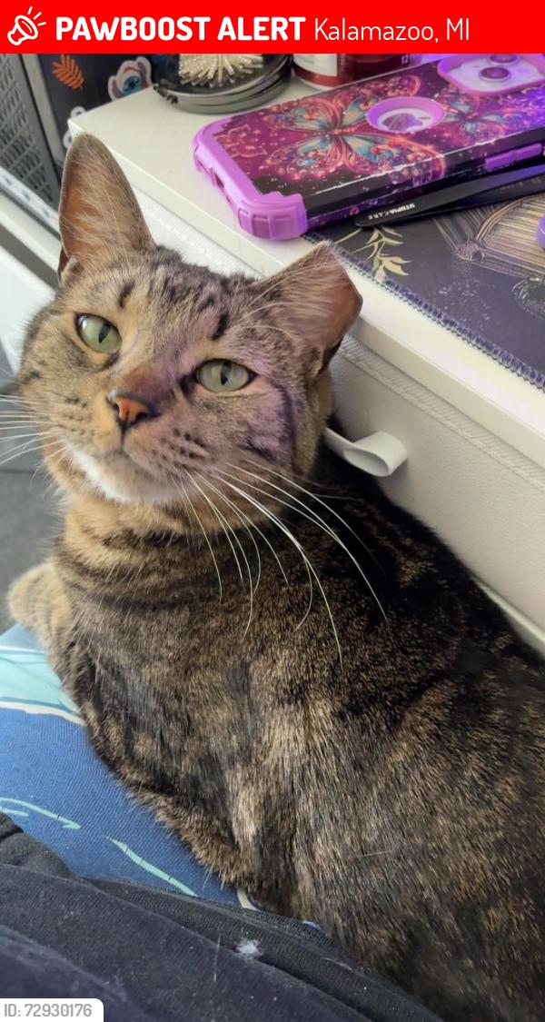 Lost Female Cat last seen California Ave, Bronco apmts, Kalamazoo, MI 49006