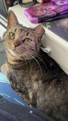 Lost Female Cat last seen California Ave, Bronco apmts, Kalamazoo, MI 49006