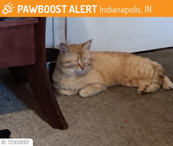 Found/Stray Male Cat last seen BROOKVILLE RD AND S. ARLINGTON Av 45219, Indianapolis, IN 46219