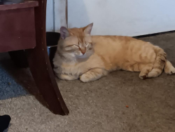 Found/Stray Male Cat last seen BROOKVILLE RD AND S. ARLINGTON Av 45219, Indianapolis, IN 46219