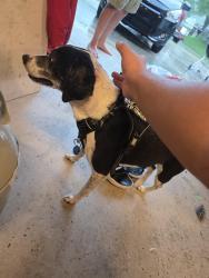 Reunited Male Dog last seen Stoney Hill Lane, Harnett County, NC 27332