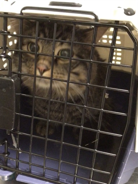 Shelter Stray Female Cat last seen Near BLOCK E 115TH PL, Brighton, CO 80601