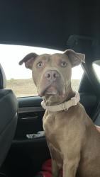 Reunited Female Dog last seen mikes car wash on 4th st, Albuquerque, NM 87114