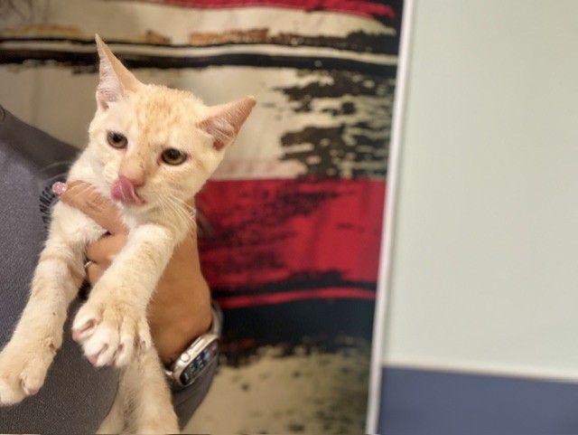 Shelter Stray Female Cat last seen Near BLOCK SW 268 ST, Doral, FL 33122