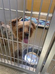 Shelter Stray Female Dog last seen Near BLOCK W 3980 S, WEST VALLEY CITY UT 84120, Salt Lake City, UT 84120