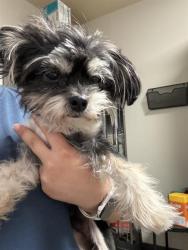 Shelter Stray Male Dog last seen Near BLOCK COPA CABANA CT, BAKERSFIELD CA 93312, Bakersfield, CA 93308
