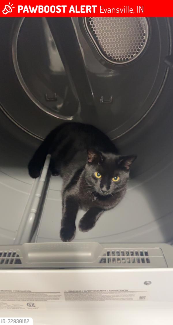 Lost Male Cat last seen Last gps location was near 7300 walling drive. We live off of Shutte road., Evansville, IN 47712