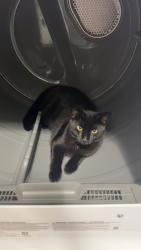 Lost Male Cat last seen Last gps location was near 7300 walling drive. We live off of Shutte road., Evansville, IN 47712