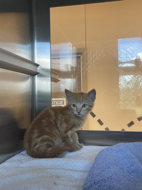 Shelter Stray Male Cat last seen BROADWAY ST, Pearland, TX 77581