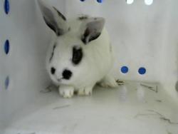 Shelter Stray Male Other last seen Near BLOCK PRINCESS JEANNE AVE. NE, Albuquerque, NM 87112