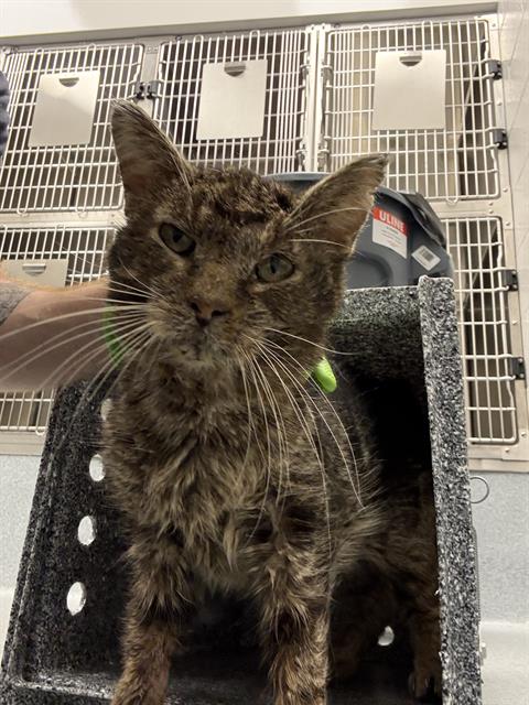 Shelter Stray Male Cat last seen Near , Indianapolis, IN 46221