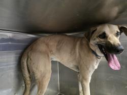 Shelter Stray Male Dog last seen , Tucson, AZ 85745