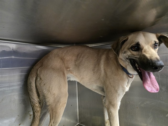 Shelter Stray Male Dog last seen , Tucson, AZ 85745