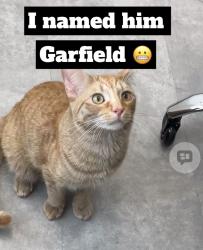 Found/Stray Male Cat last seen Ogden & river road, Naperville, IL 60540