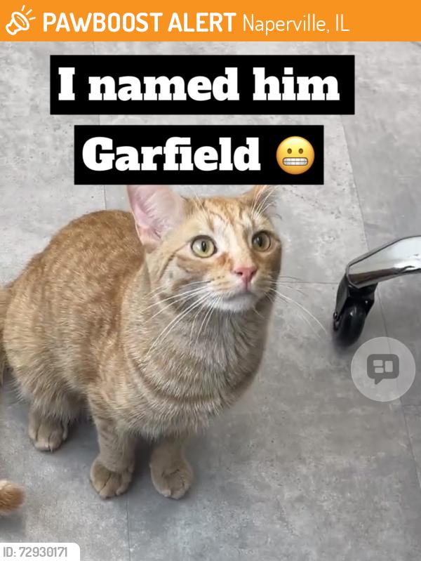 Found/Stray Male Cat last seen Ogden & river road, Naperville, IL 60540