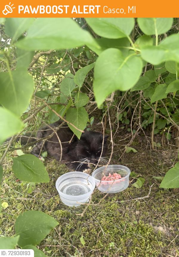 Surrendered Unknown Cat last seen Palms / springborn, Casco, MI 48064