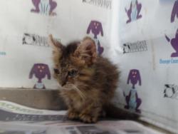 Shelter Stray Male Cat last seen , Orlando, FL 32839