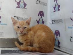 Shelter Stray Male Cat last seen , Orlando, FL 32839