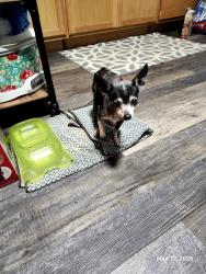 Lost Female Dog last seen Dewey , Fort Worth, TX 76106