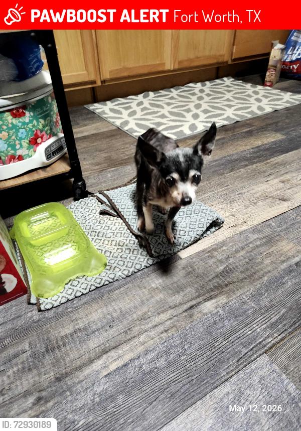 Lost Female Dog last seen Dewey , Fort Worth, TX 76106