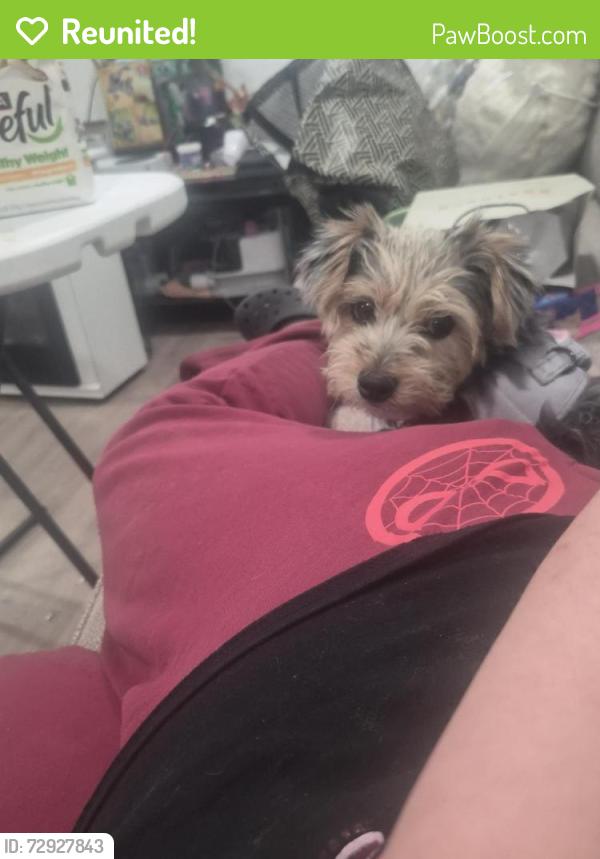 Reunited Female Dog last seen E lake mead , Las Vegas, NV 89115