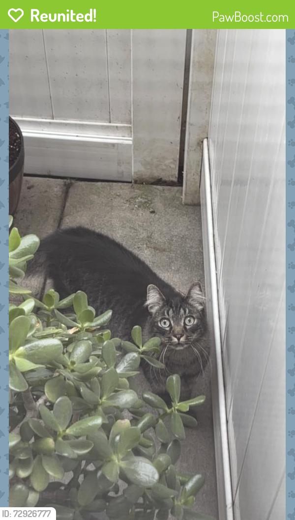 Reunited Male Cat last seen Leafdale and Magnolia, next to park view park, El Monte, CA 91732