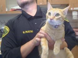 Shelter Stray Female Cat last seen WEST PKWY/FOREST PKWY, 95823, Sacramento, CA 95827