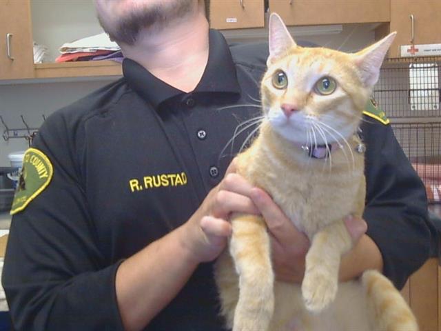 Shelter Stray Female Cat last seen WEST PKWY/FOREST PKWY, 95823, Sacramento, CA 95827