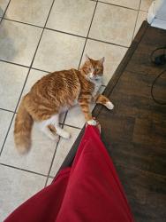 Reunited Male Cat last seen Western Garden, Phoenix, AZ 85037