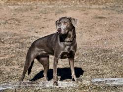 Shelter Stray Female Dog last seen Near BLOCK  PLAZA VERDE, Santa Fe, NM 87507