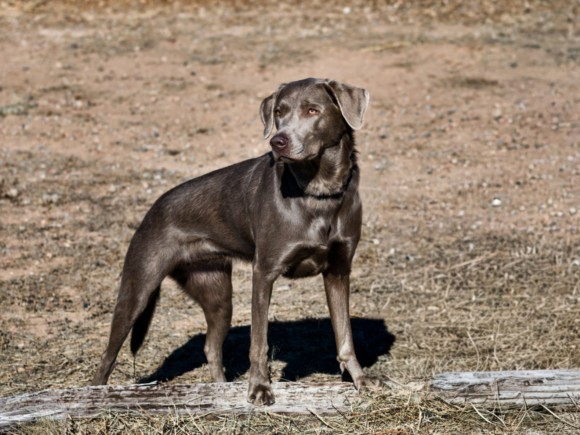 Shelter Stray Female Dog last seen Near BLOCK  PLAZA VERDE, Santa Fe, NM 87507