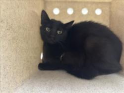 Shelter Stray Female Cat last seen Near BLOCK CALLE ELOISA SF NM 87507, 100 Caja Del Rio Rd, Santa Fe, NM 87507, USA