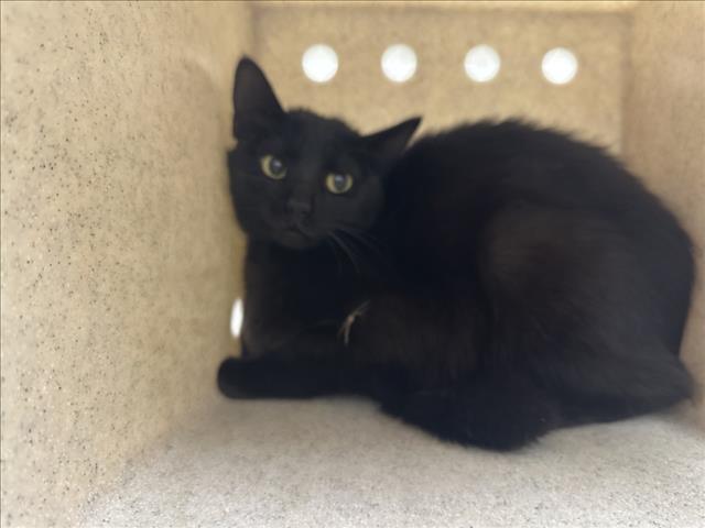 Shelter Stray Female Cat last seen Near BLOCK CALLE ELOISA SF NM 87507, 100 Caja Del Rio Rd, Santa Fe, NM 87507, USA
