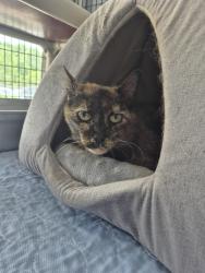 Found/Stray Female Cat last seen Mainstrasse, Covington, KY 41011