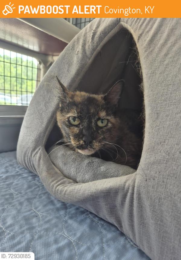 Found/Stray Female Cat last seen Mainstrasse, Covington, KY 41011