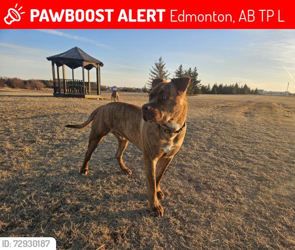 Lost Male Dog last seen Stony plain rd & 149st, Edmonton, AB T5P 1L1