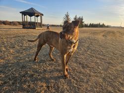 Lost Male Dog last seen Stony plain rd & 149st, Edmonton, AB T5P 1L1