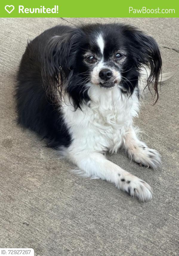 Reunited Female Dog last seen Near Ave & SE Powell blvd , Portland, OR 97266