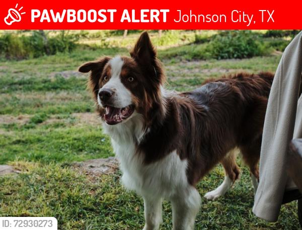 Lost Male Dog last seen Near Young Ranch Road, Johnson City, TX 78636, Johnson City, TX 78636