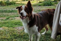 Lost Male Dog last seen Near Young Ranch Road, Johnson City, TX 78636, Johnson City, TX 78636