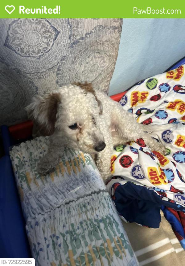 Reunited Male Dog last seen Bromley ave , South Saint Paul, MN 55075