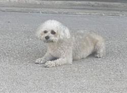 Lost Male Dog last seen Witte Rd & Neuens Rd, Houston, TX 77043