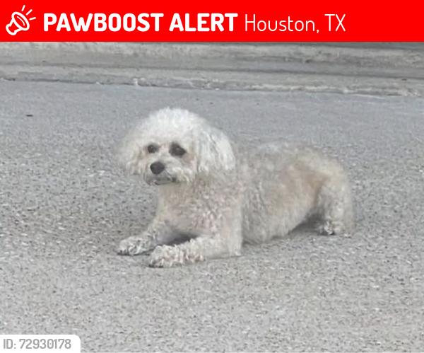 Lost Male Dog last seen Witte Rd & Neuens Rd, Houston, TX 77043