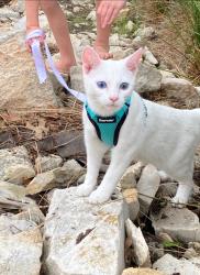 Lost Male Cat last seen First street and Windsong ranch , Prosper, TX 75078