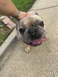 Reunited Unknown Dog last seen Near Kalmia Dr, Arlington, TX 76018, USA, Arlington, TX 76018