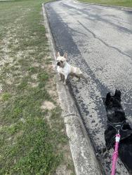 Reunited Male Dog last seen St. Helena Church, San Antonio, TX 78247