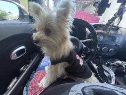 Found/Stray Male Dog last seen Pools of Hope, Long Beach, CA 90805