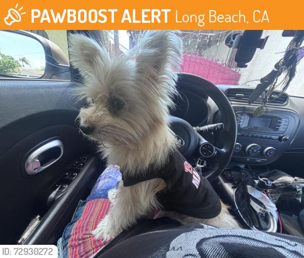 Found/Stray Male Dog last seen Pools of Hope, Long Beach, CA 90805