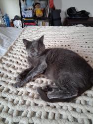 Reunited Female Cat last seen Salmon river and adolphia st, San Diego, CA 92129