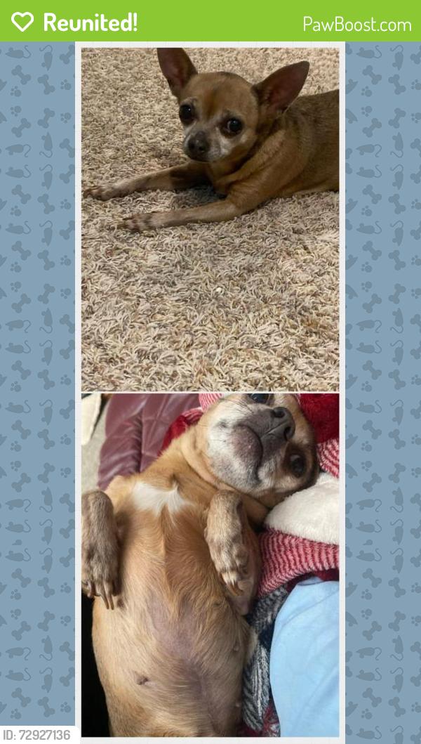 Reunited Female Dog last seen S River Rd Elsberry MO - Kickapoo neighborhood, Hurricane Township, MO 63343